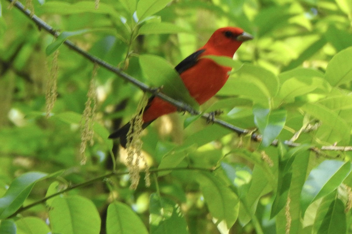 Scarlet Tanager - ML618314728