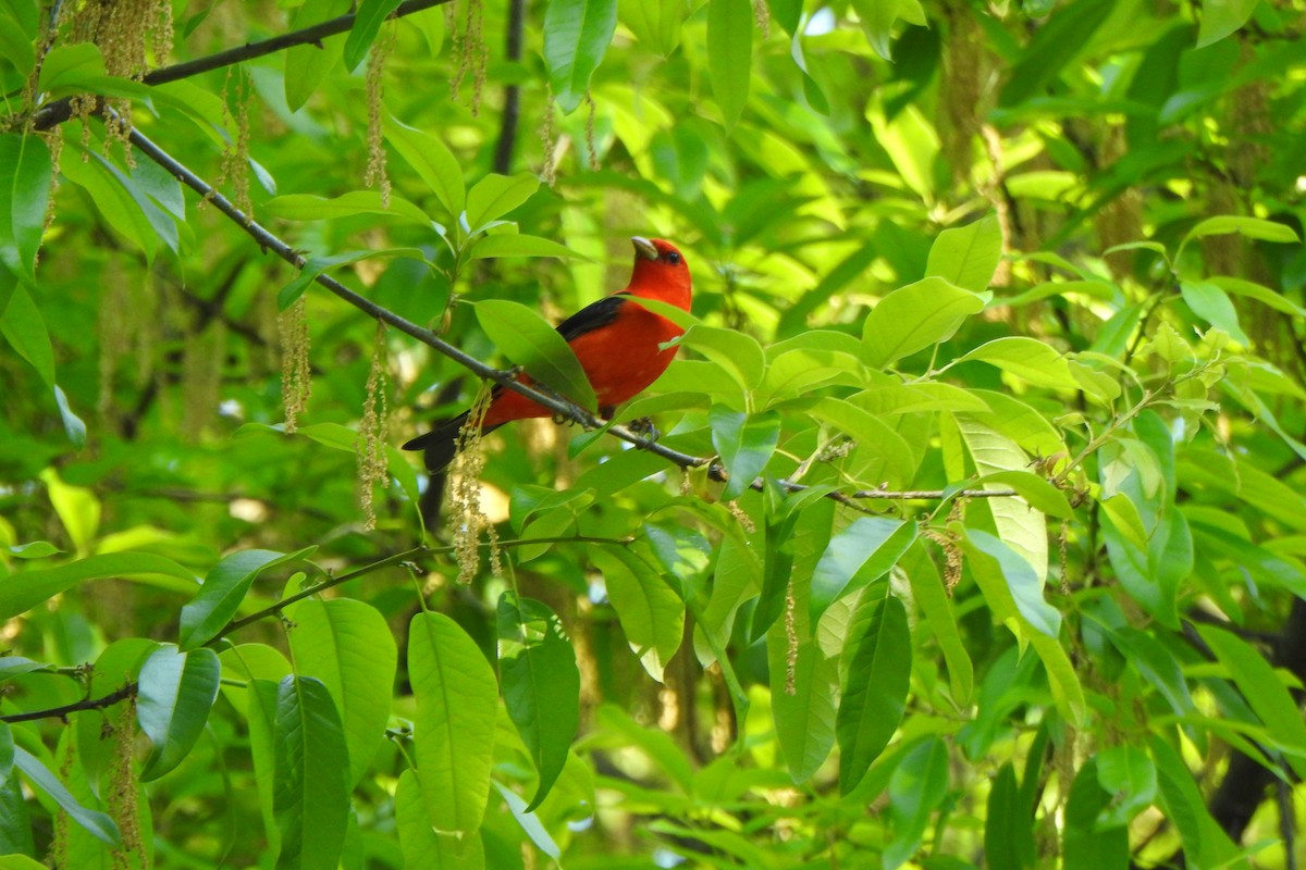 Scarlet Tanager - ML618314729