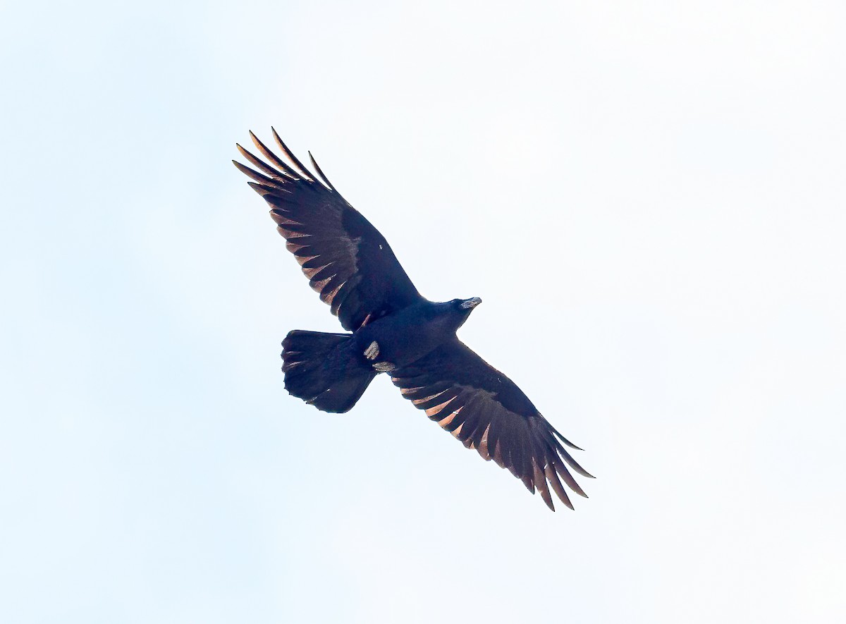 Common Raven - ML618314817