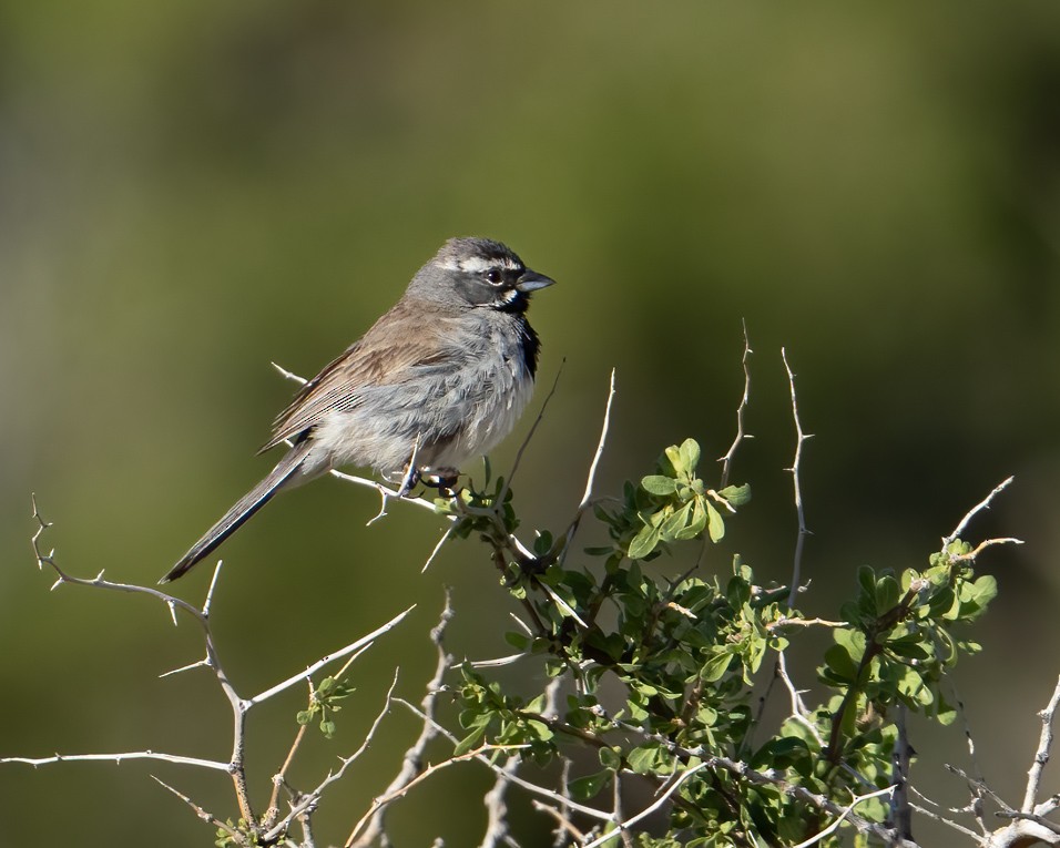 Black-throated Sparrow - ML618314861