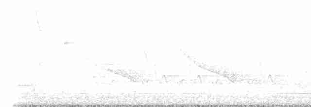 Дрізд-короткодзьоб Cвенсона - ML618314874