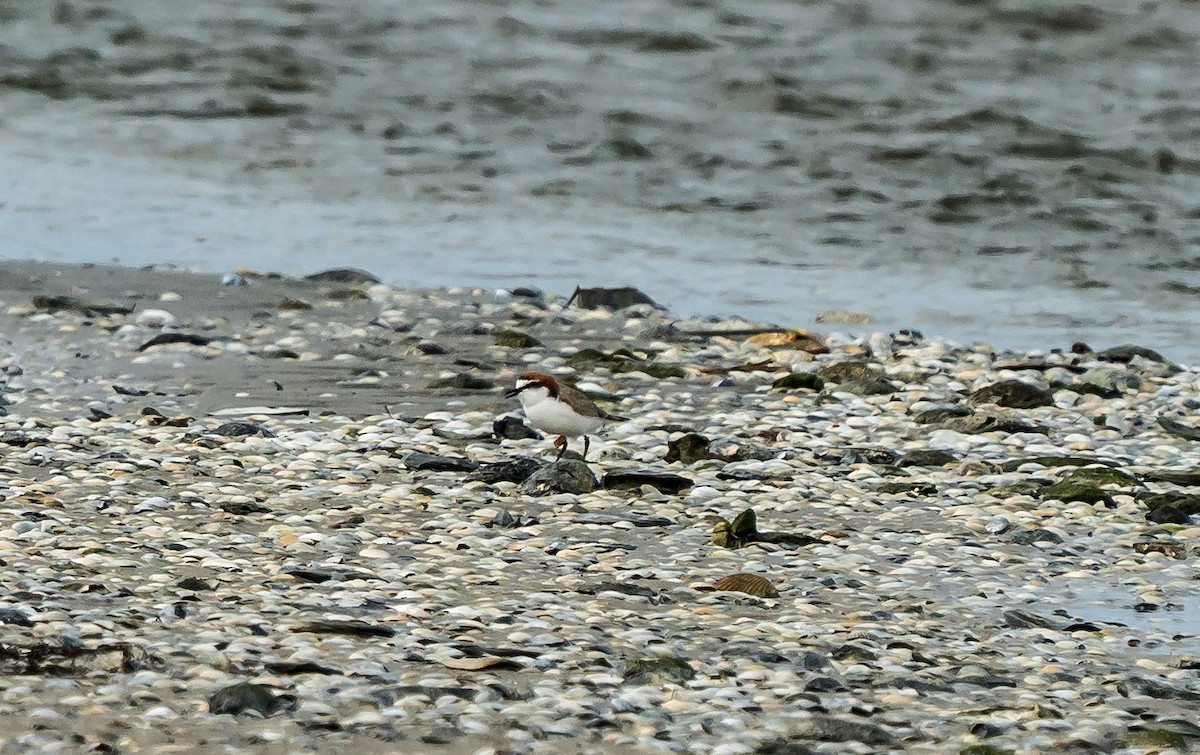 Red-capped Plover - Russell Scott
