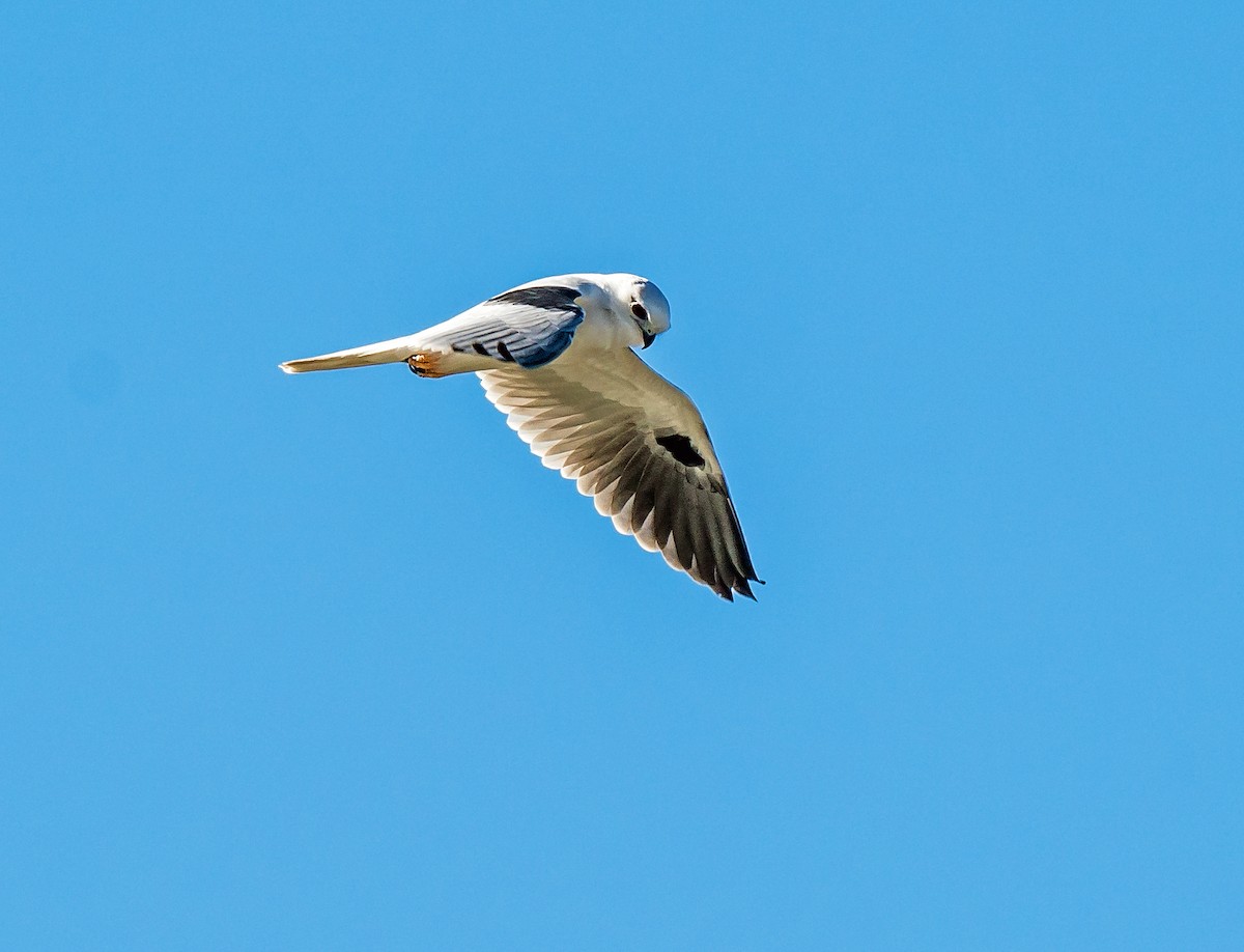 Black-shouldered Kite - Russell Scott