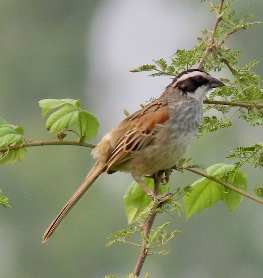 Stripe-headed Sparrow - Carlos Sanguinetti