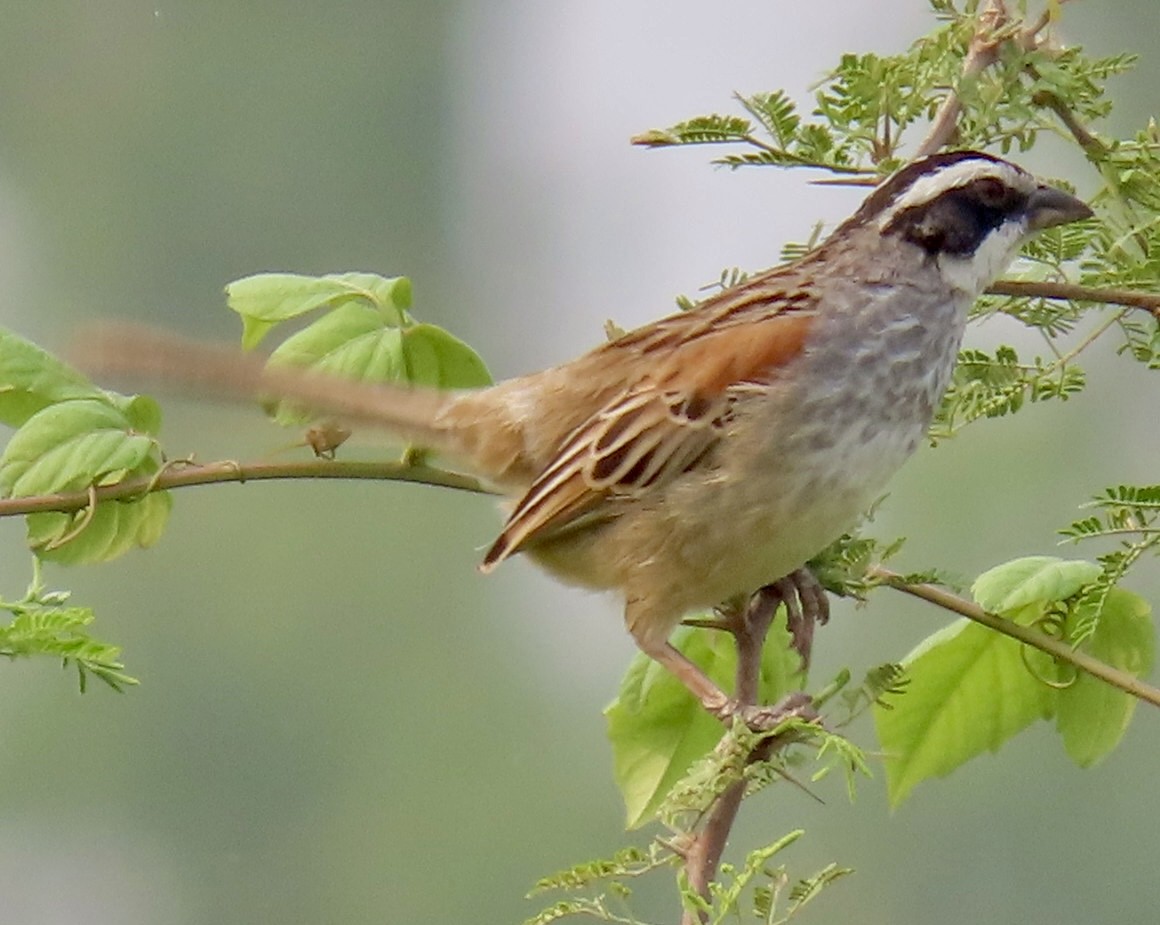 Stripe-headed Sparrow - ML618314965