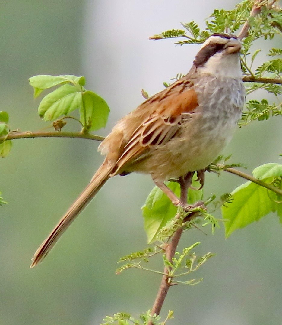 Stripe-headed Sparrow - ML618314966