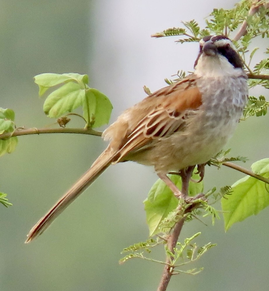 Stripe-headed Sparrow - ML618314967