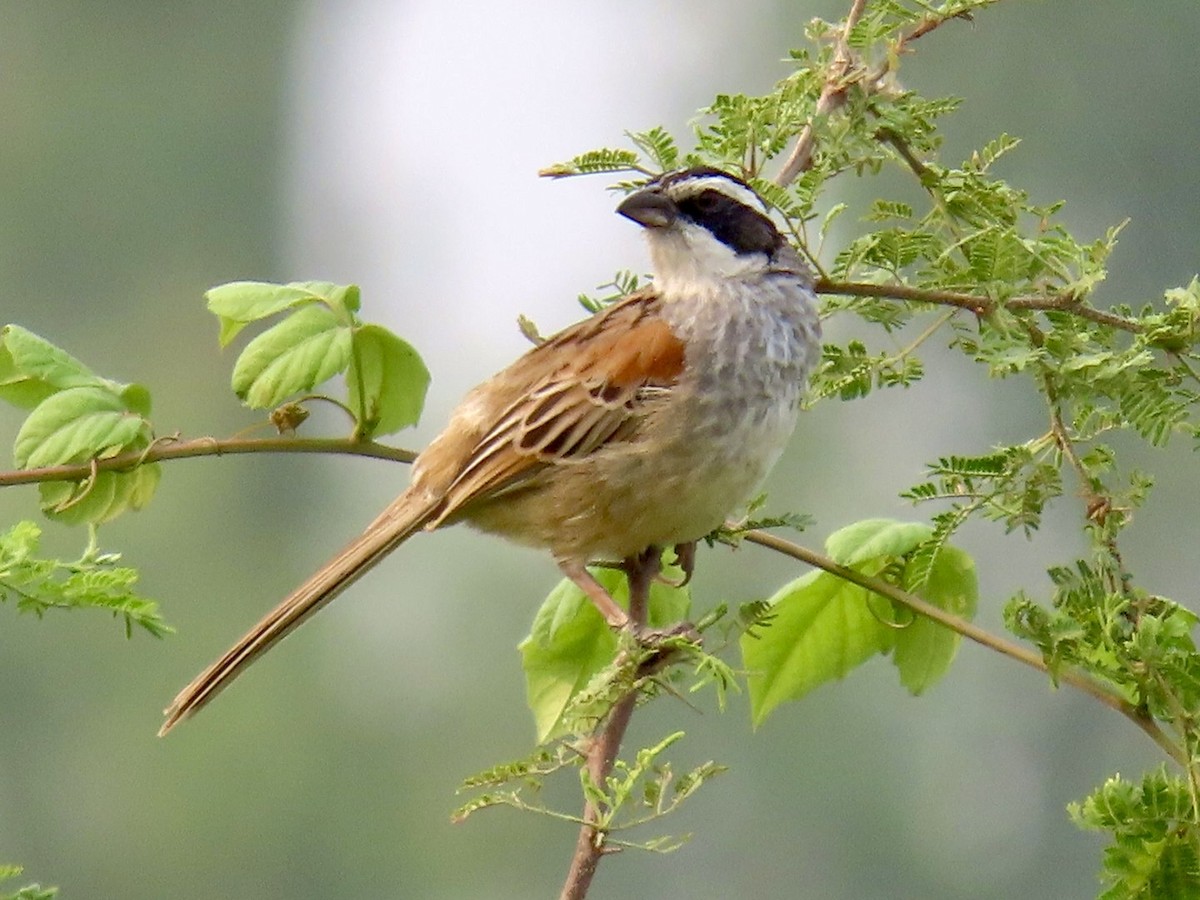 Stripe-headed Sparrow - ML618314968