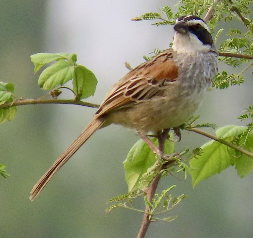 Stripe-headed Sparrow - ML618314969