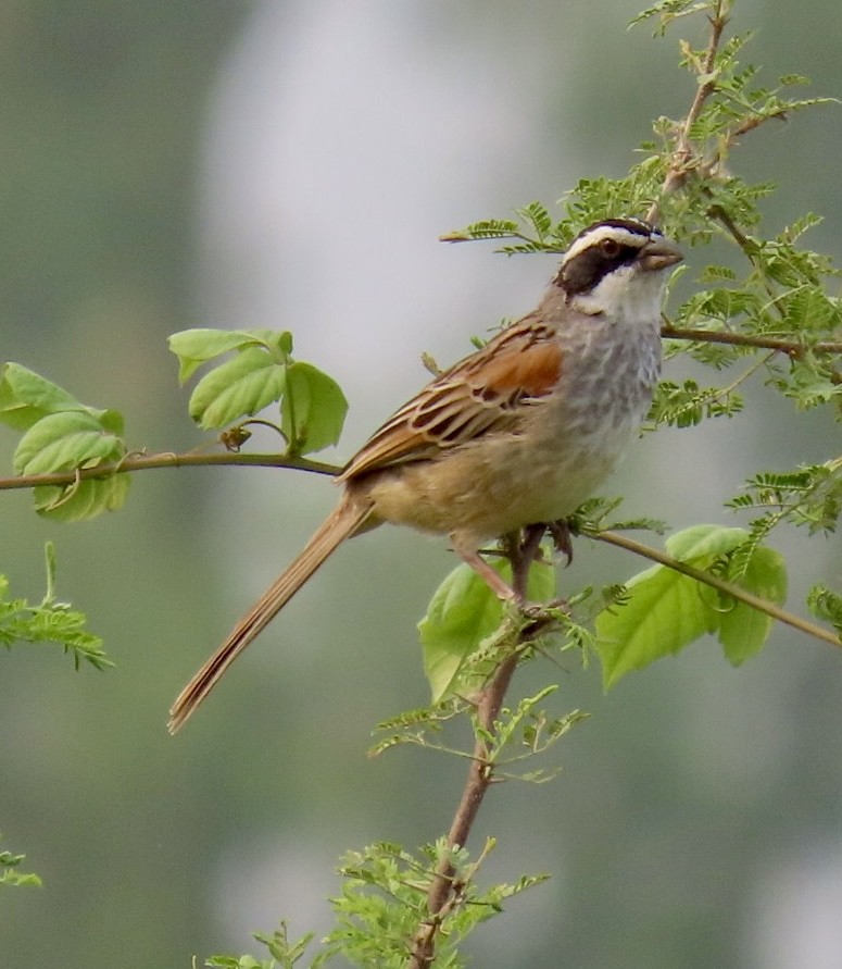 Stripe-headed Sparrow - ML618314970
