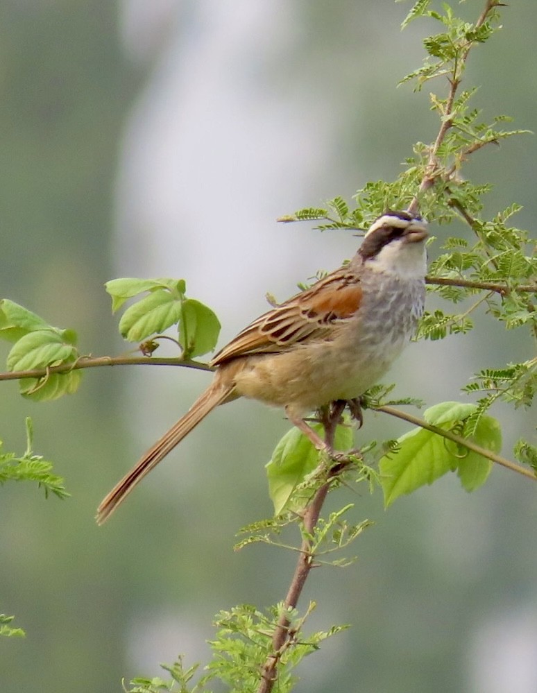 Stripe-headed Sparrow - ML618314971