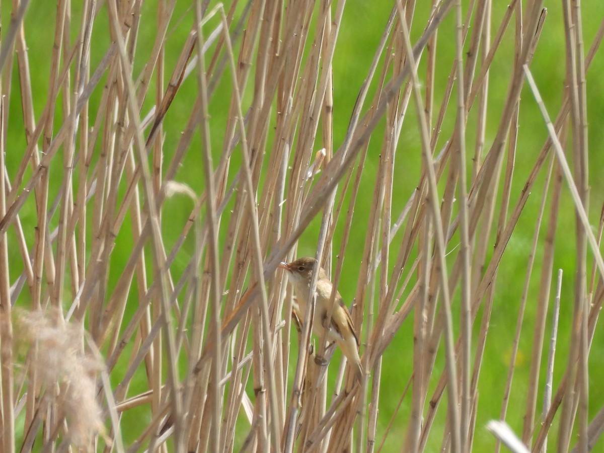 Common Reed Warbler - ML618314981