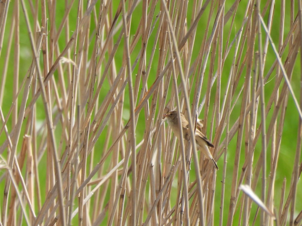 Common Reed Warbler - ML618314982