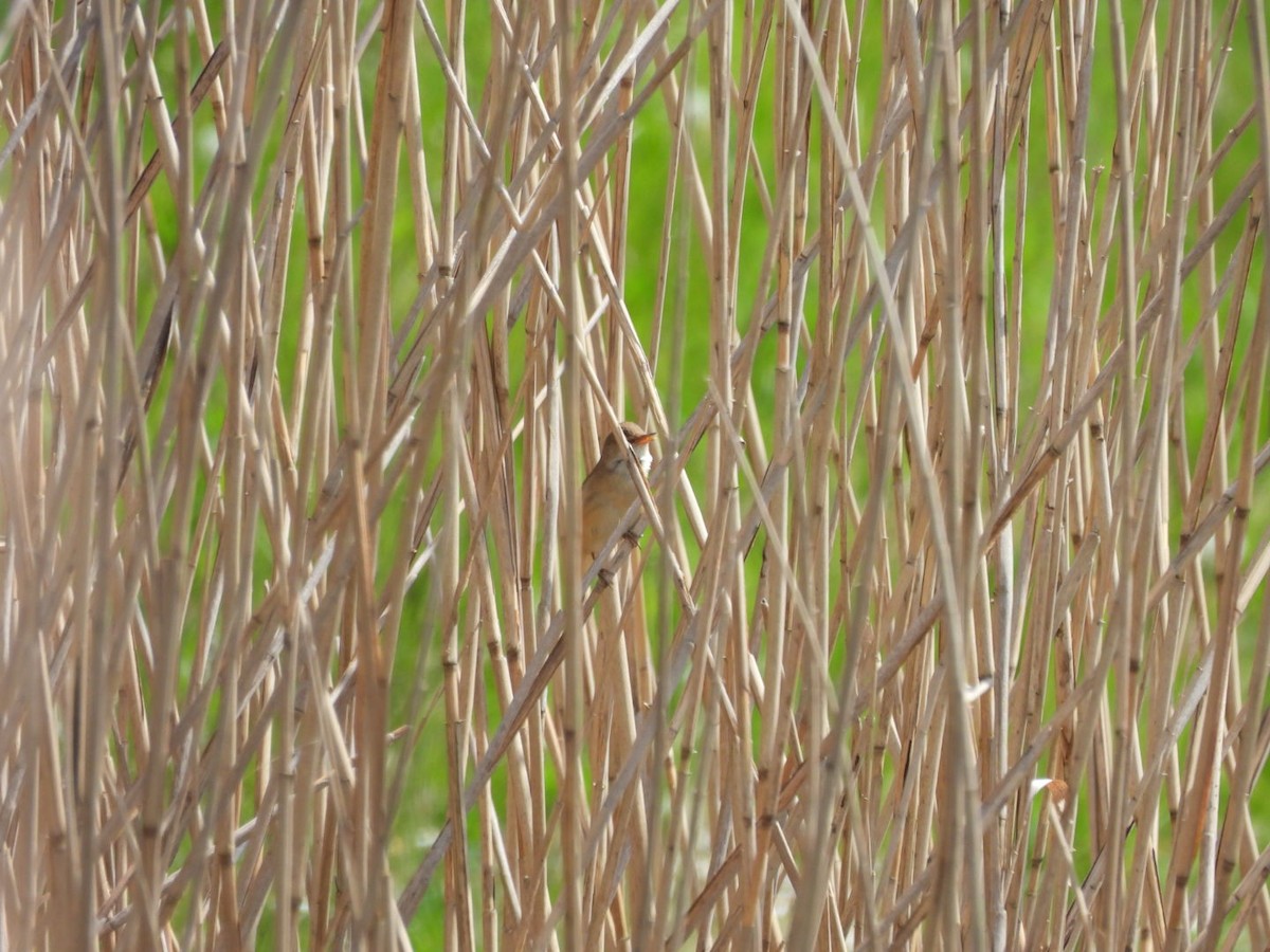 Common Reed Warbler - ML618314983