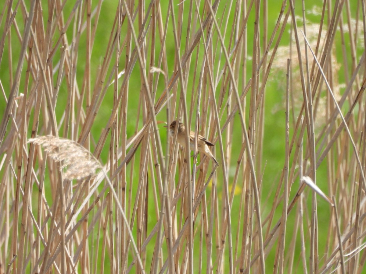 Common Reed Warbler - Anja Kahl