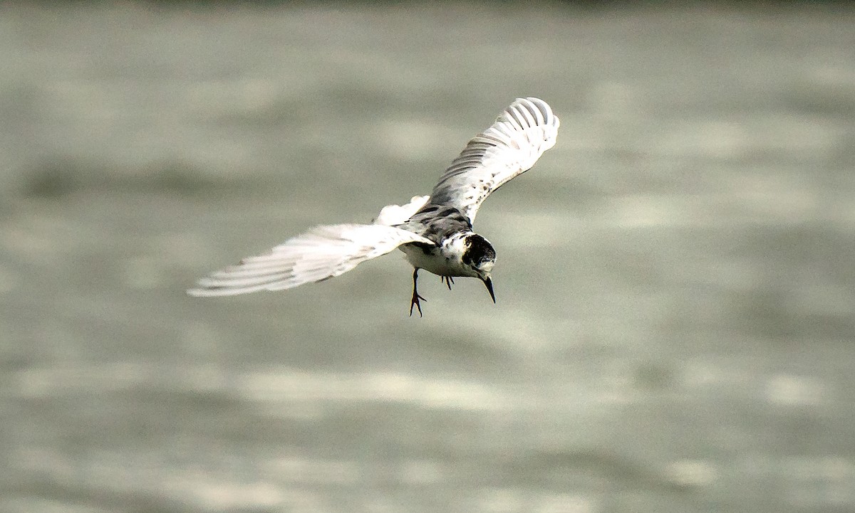 White-winged Tern - ML618314989