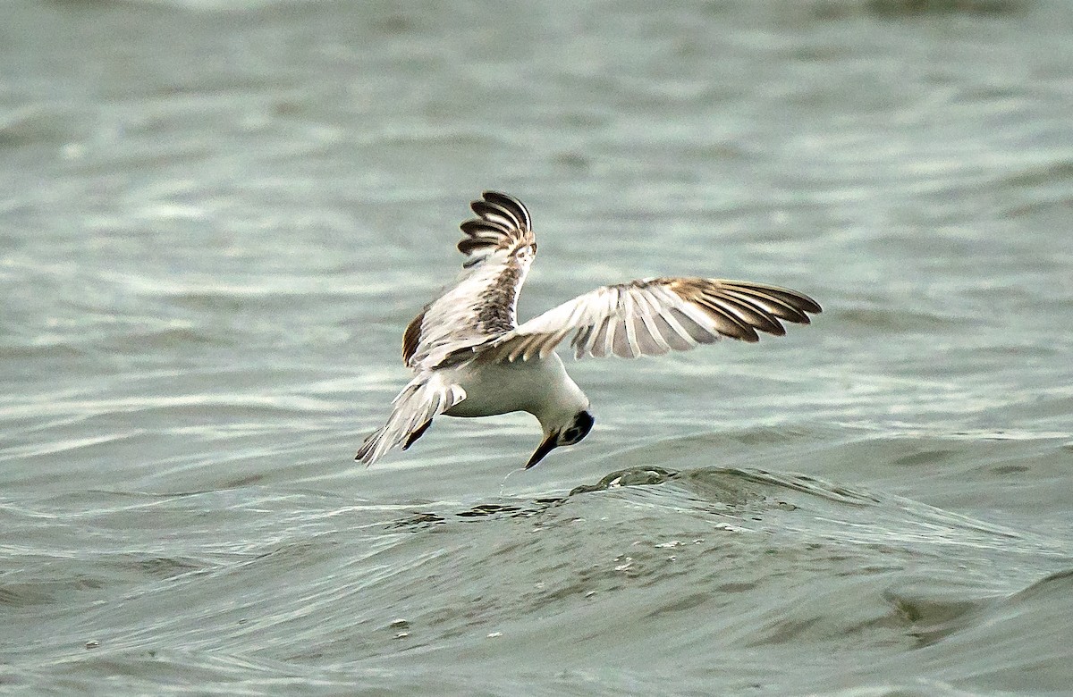 White-winged Tern - ML618314990