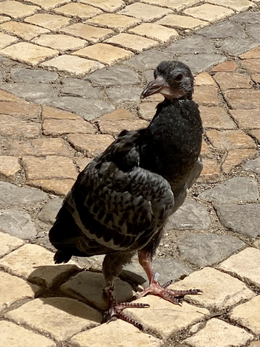Rock Pigeon (Feral Pigeon) - ML618315023