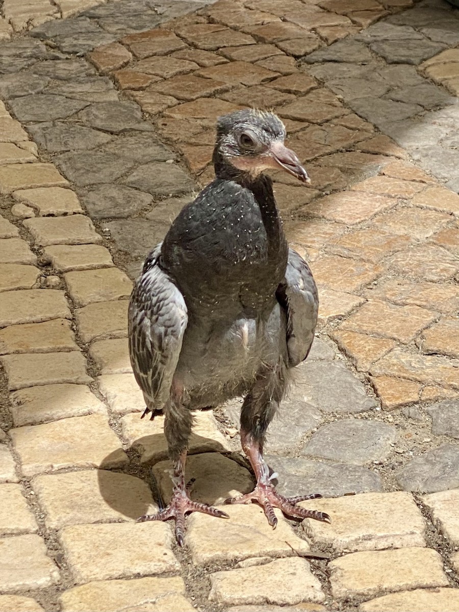 Rock Pigeon (Feral Pigeon) - ML618315024