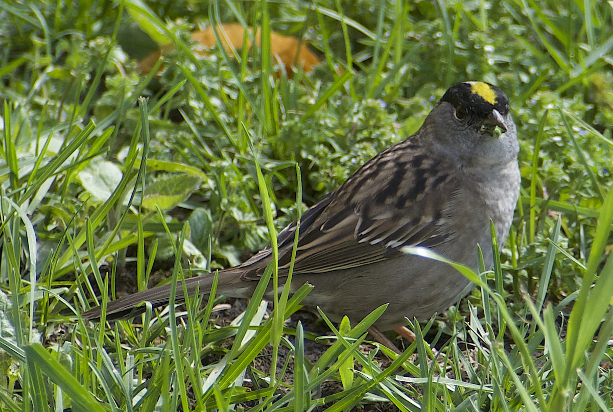 Golden-crowned Sparrow - Dave Trochlell