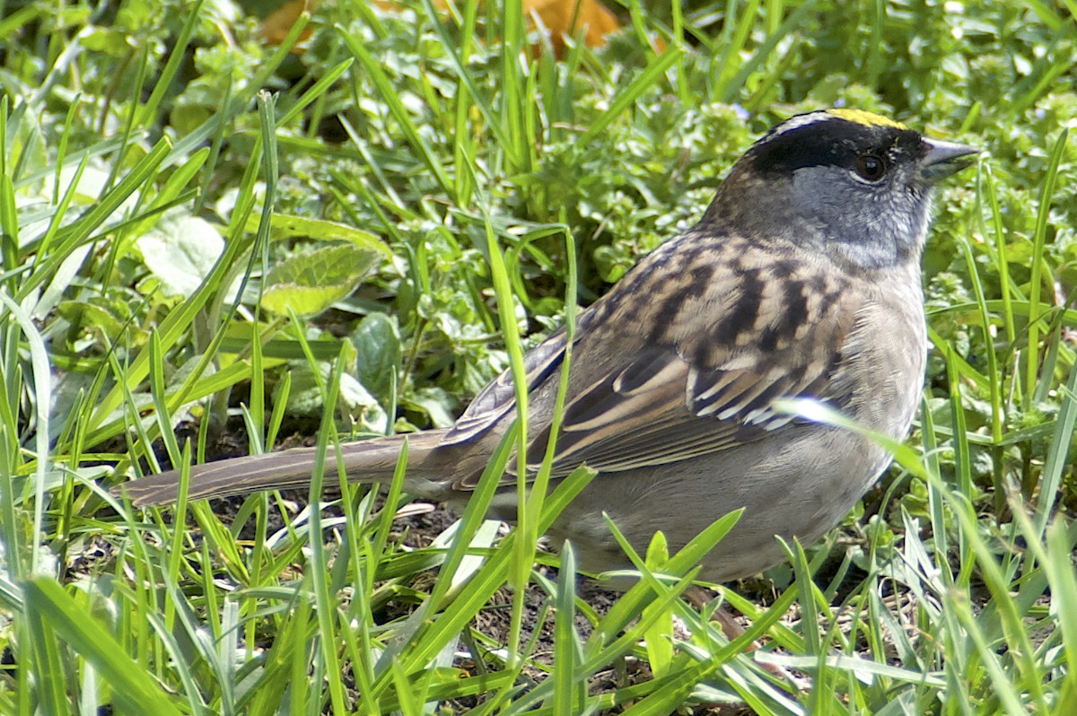Golden-crowned Sparrow - ML618315043