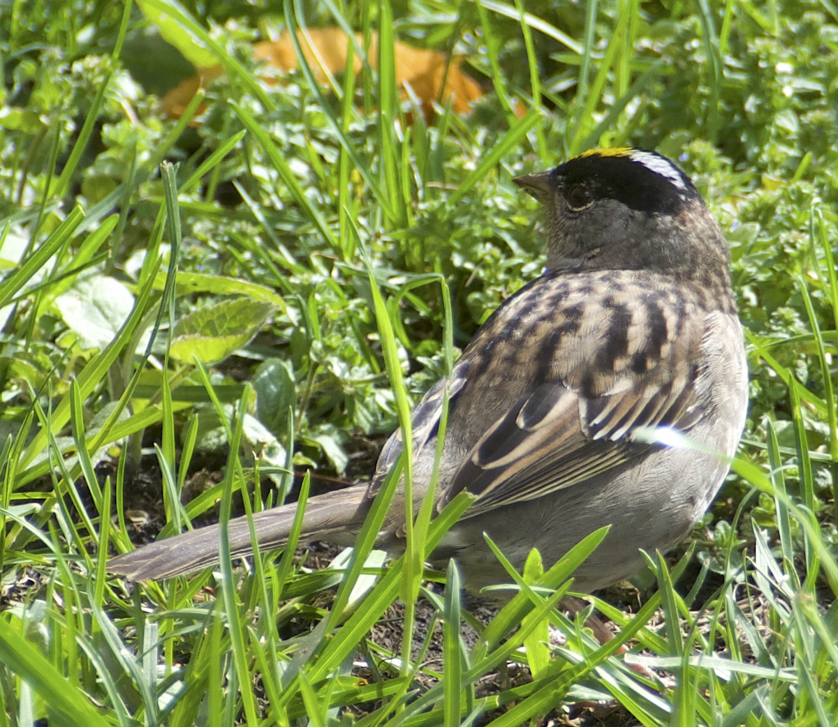 Golden-crowned Sparrow - ML618315048