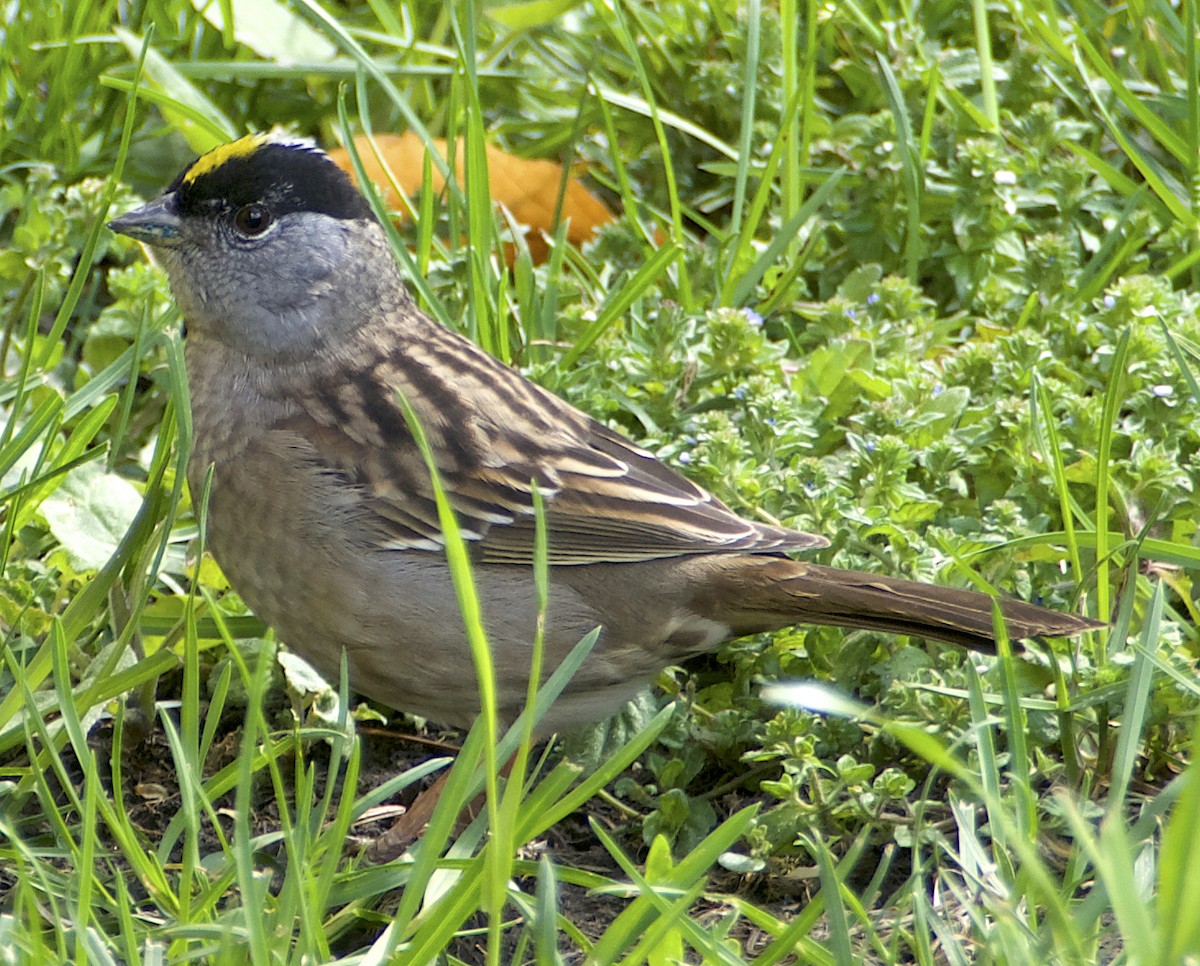 Golden-crowned Sparrow - ML618315055