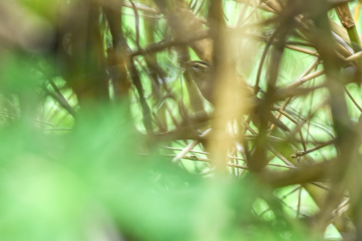 Black-browed Reed Warbler - ML618315072