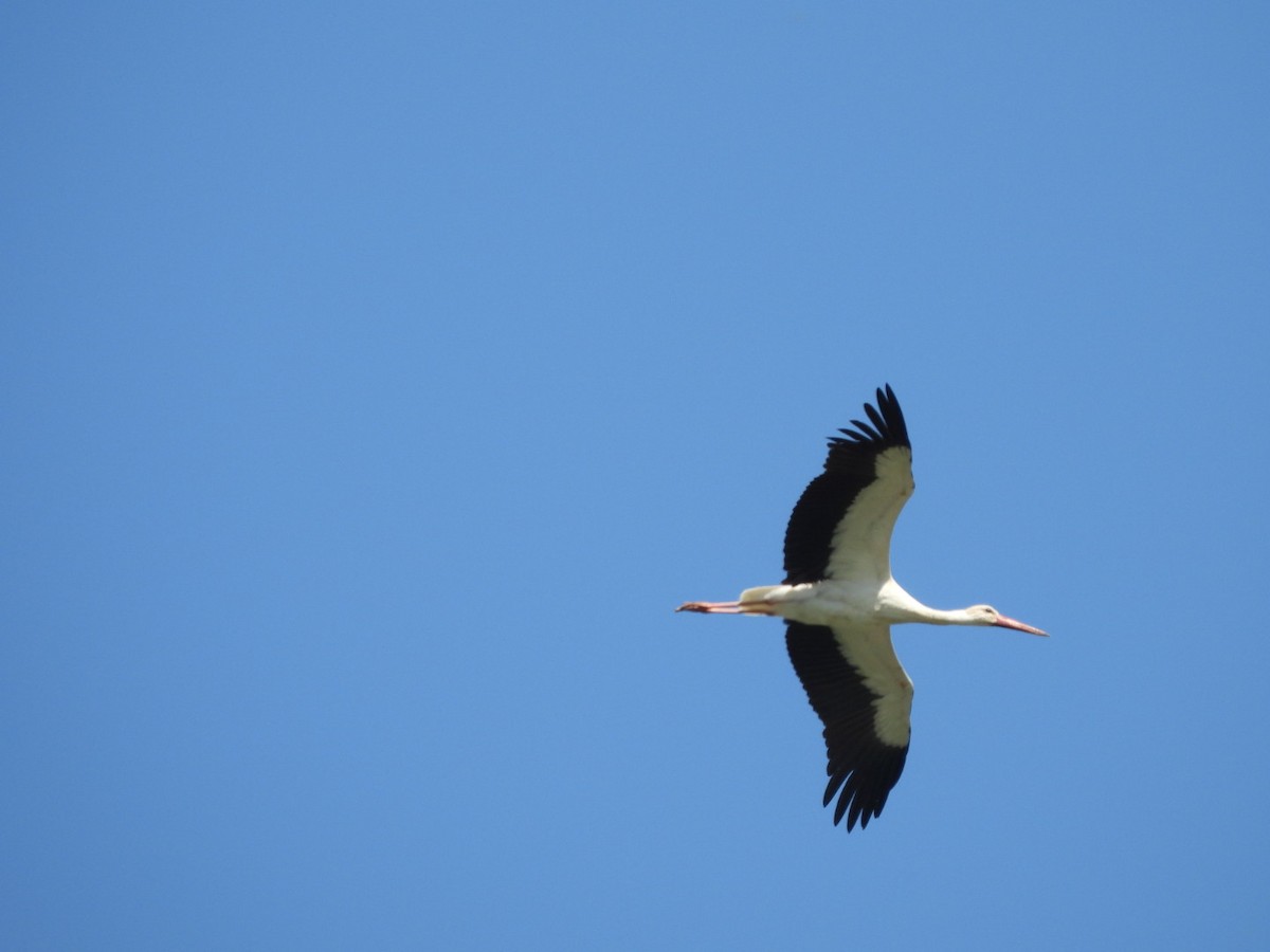 White Stork - ML618315082
