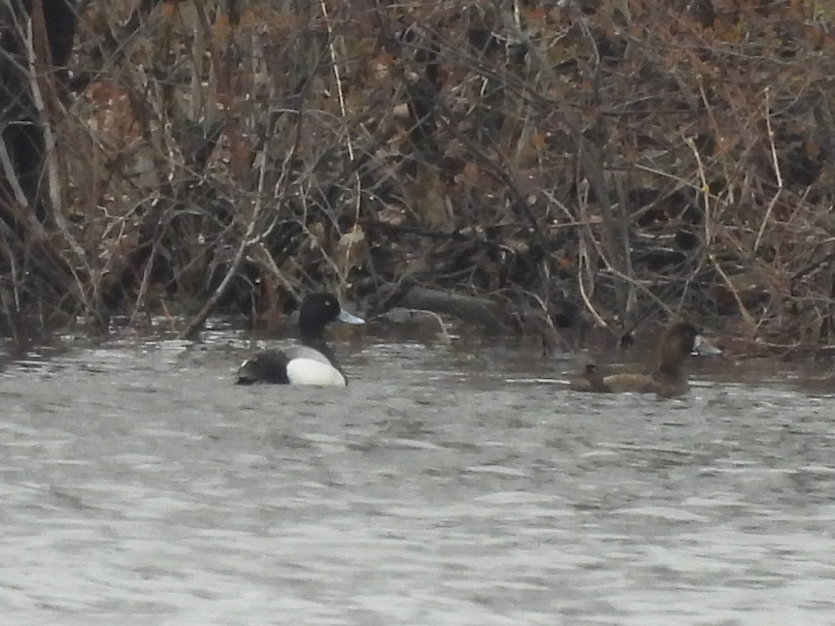Greater Scaup - ML618315112