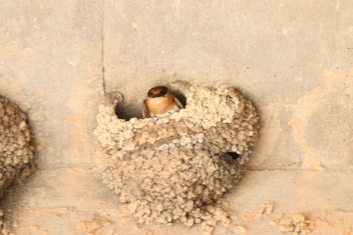 Cave Swallow - ML618315140