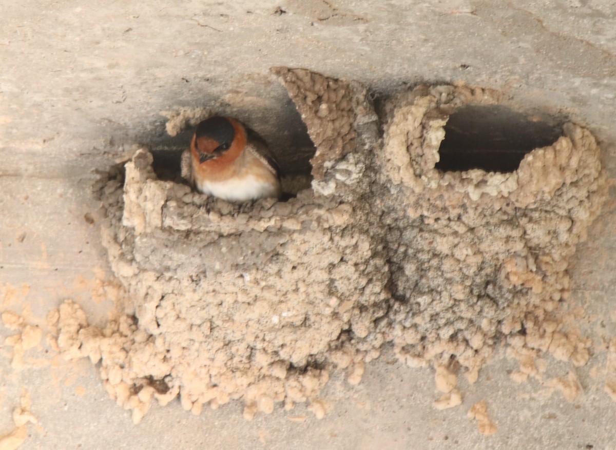 Cave Swallow - ML618315154