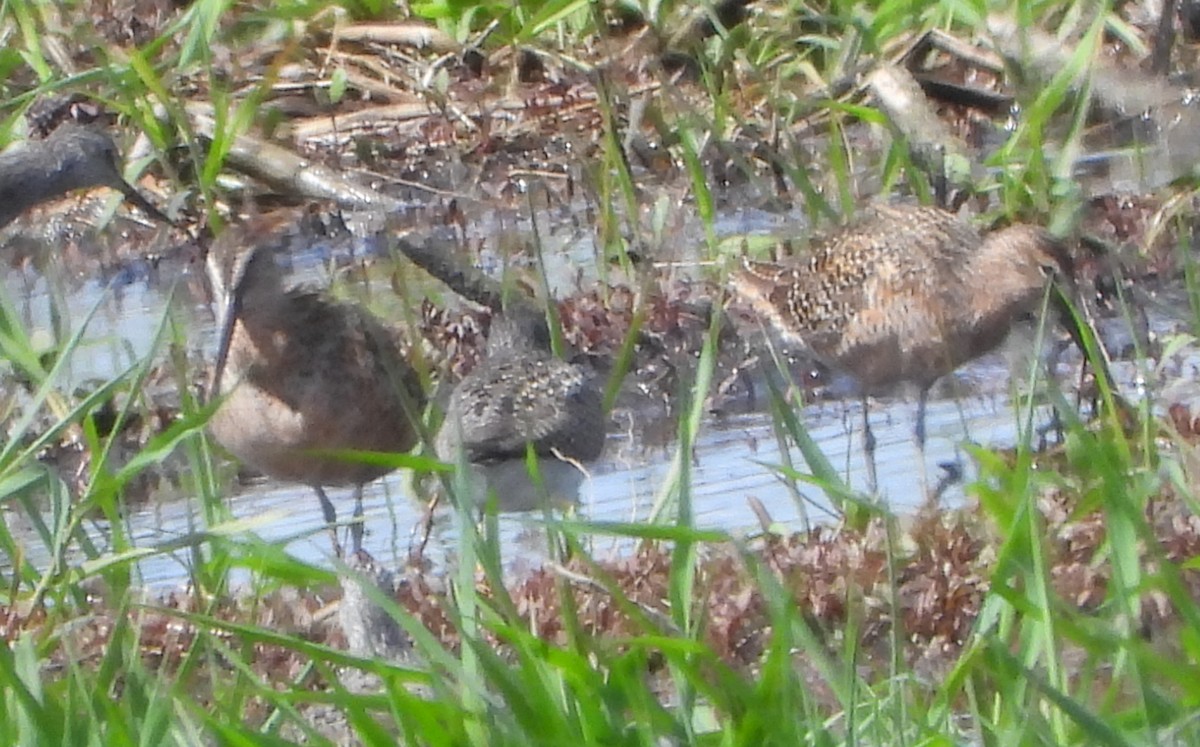 Long-billed Dowitcher - ML618315156