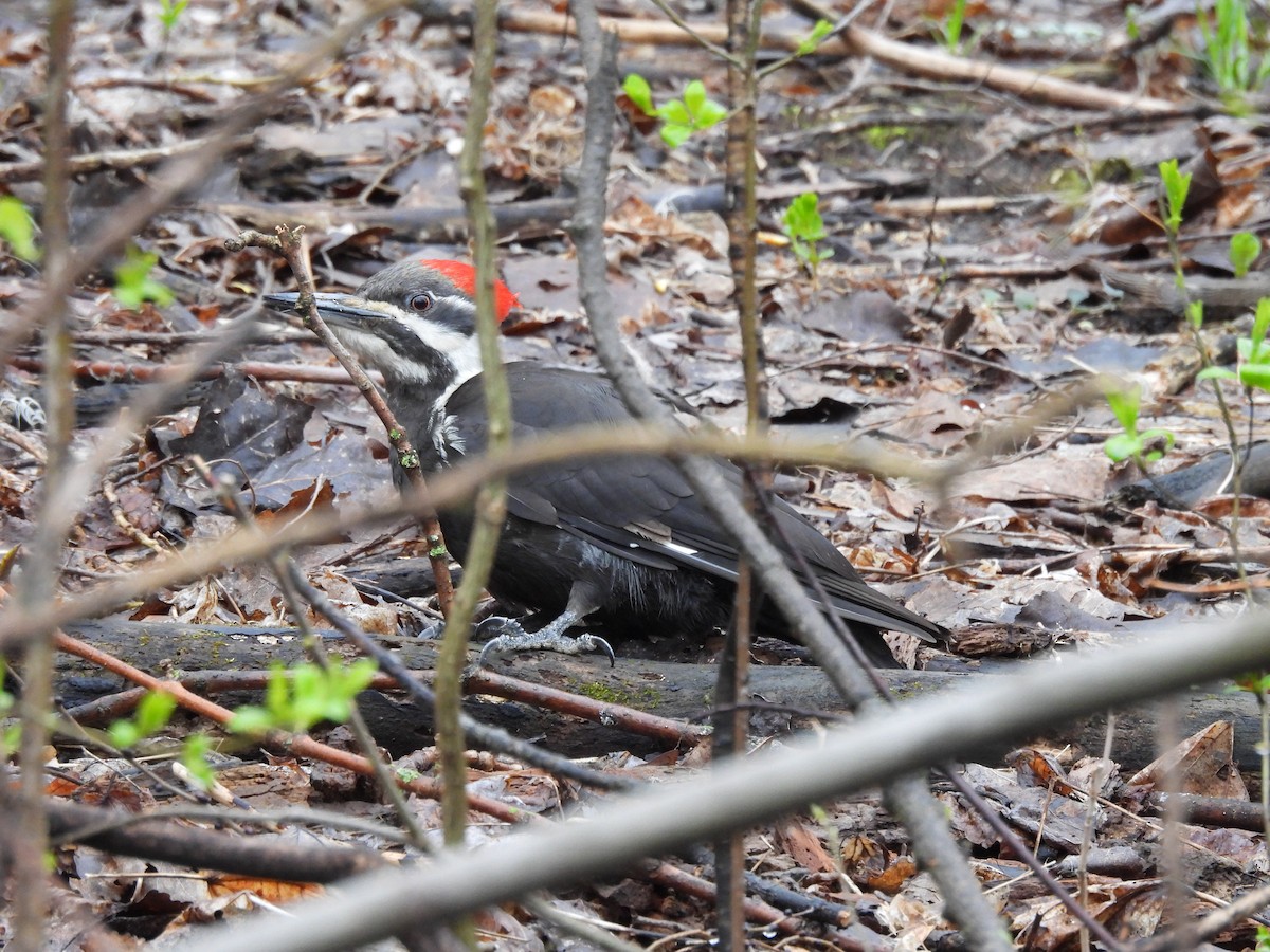 Pileated Woodpecker - ML618315181