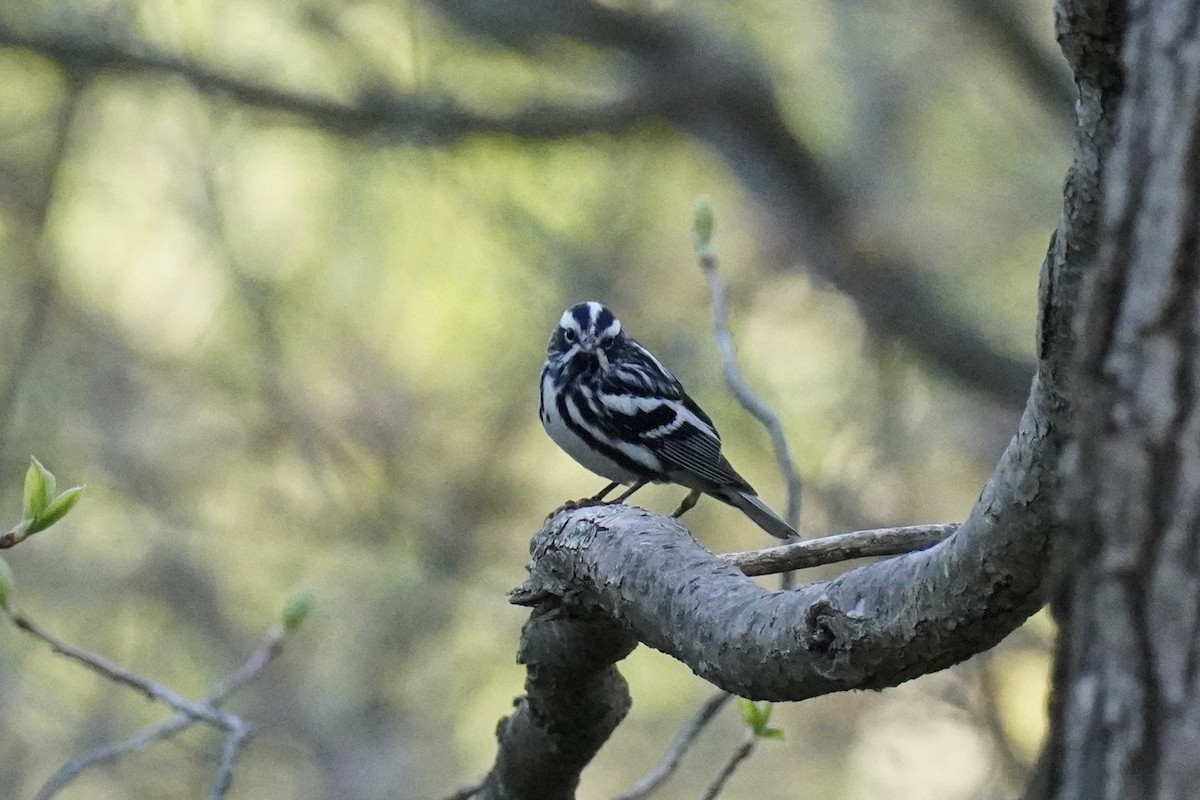 Black-and-white Warbler - ML618315197
