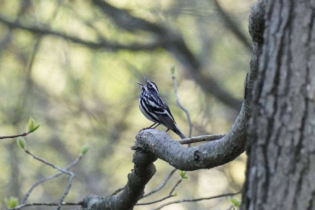 Black-and-white Warbler - ML618315198