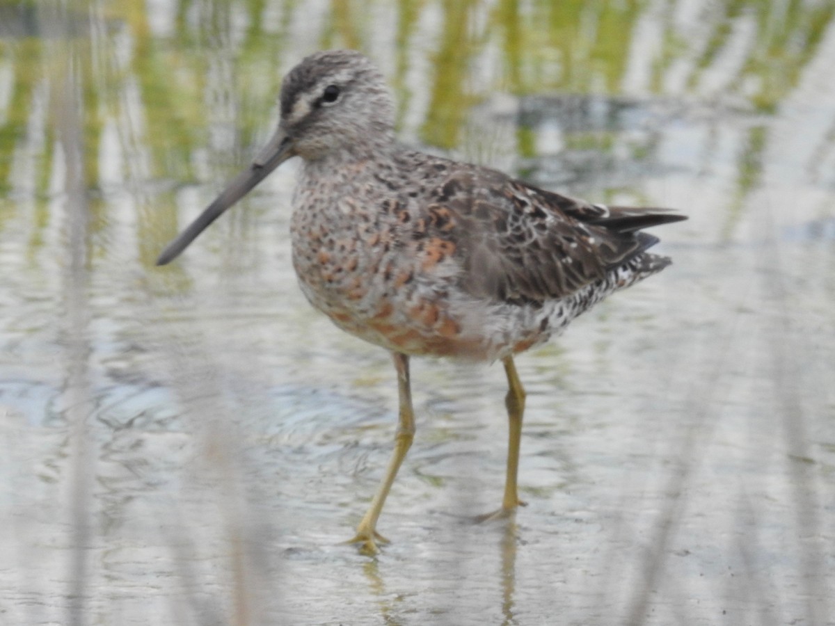 Long-billed Dowitcher - ML618315201