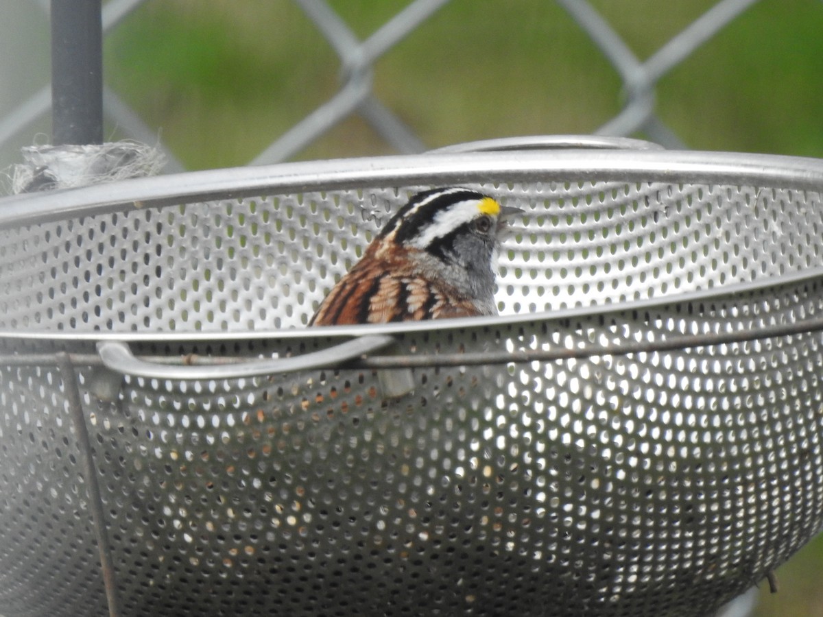 White-throated Sparrow - ML618315205