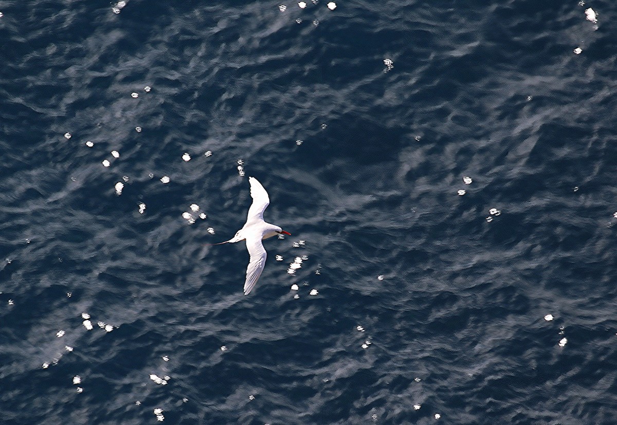 Red-tailed Tropicbird - ML618315210