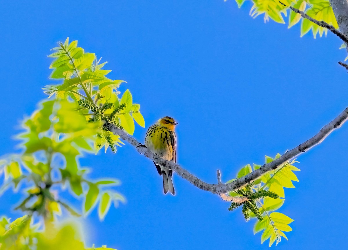 Cape May Warbler - Anir Bhat