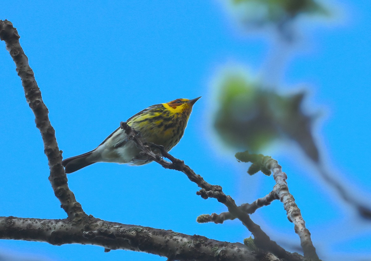 Cape May Warbler - ML618315224