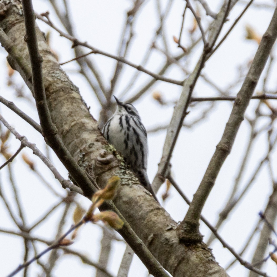 Black-and-white Warbler - ML618315235