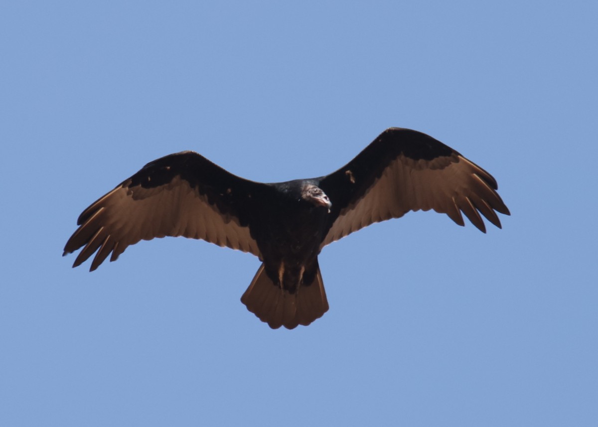 Turkey Vulture - ML618315259