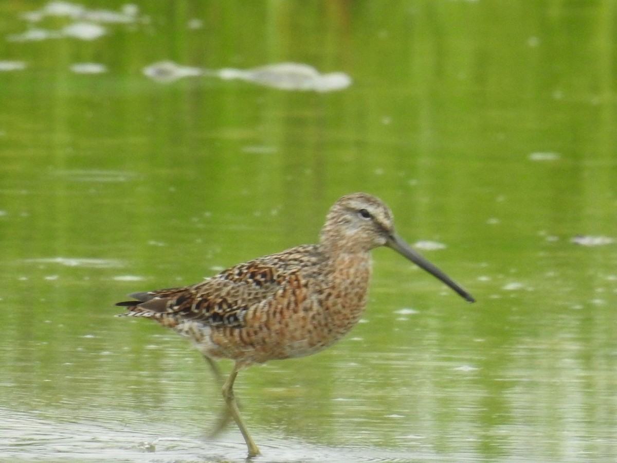 Long-billed Dowitcher - ML618315266