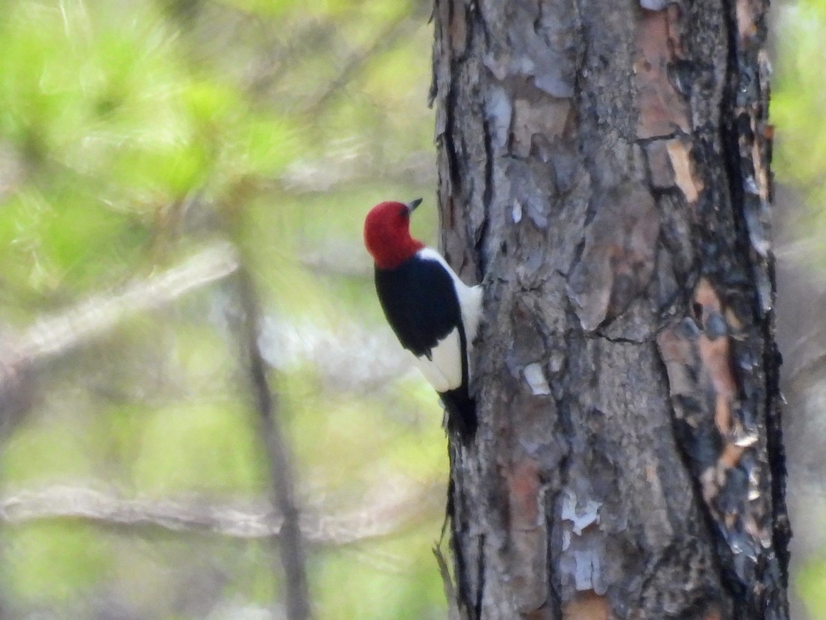 Red-headed Woodpecker - ML618315301