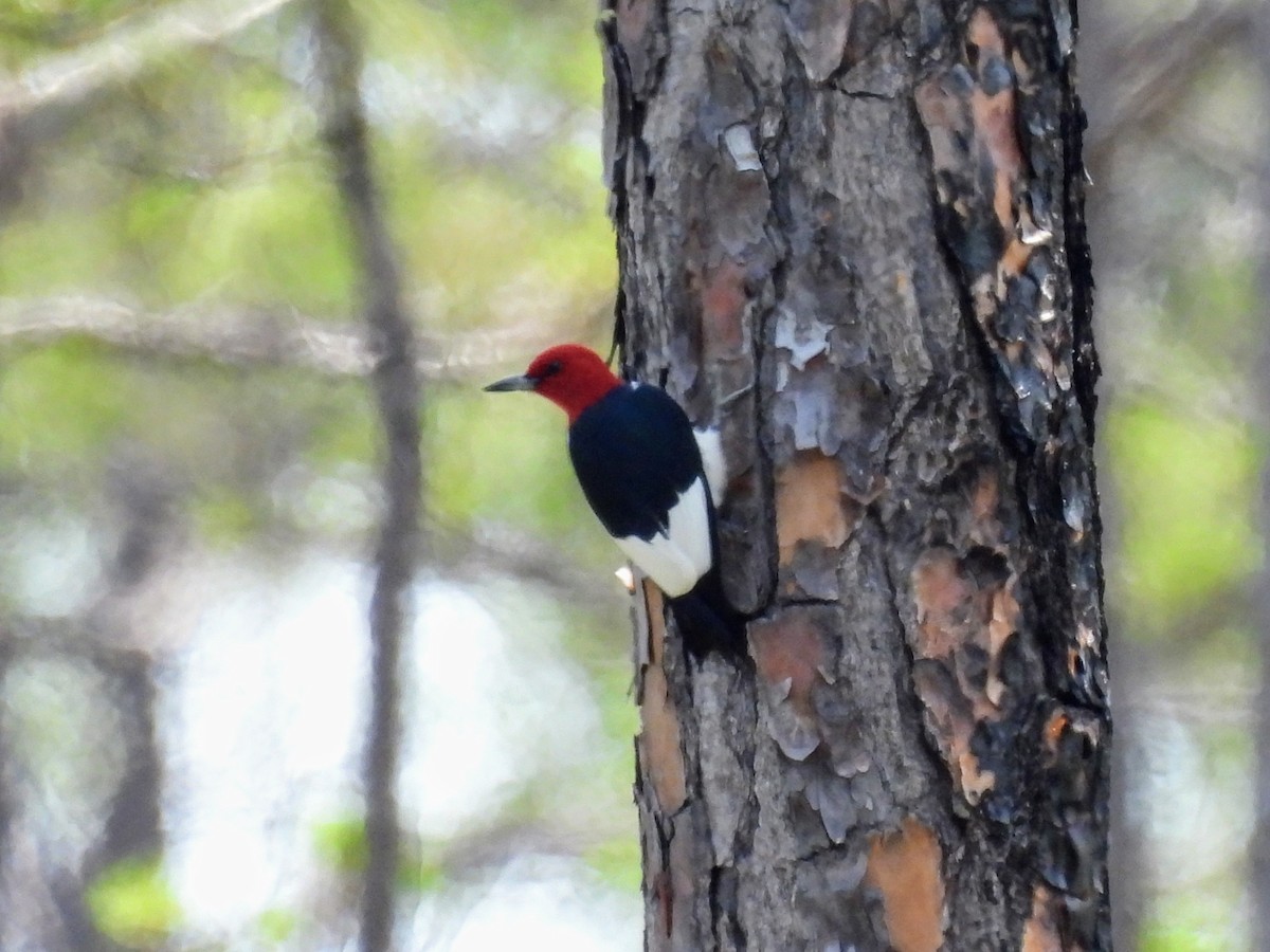 Red-headed Woodpecker - ML618315302