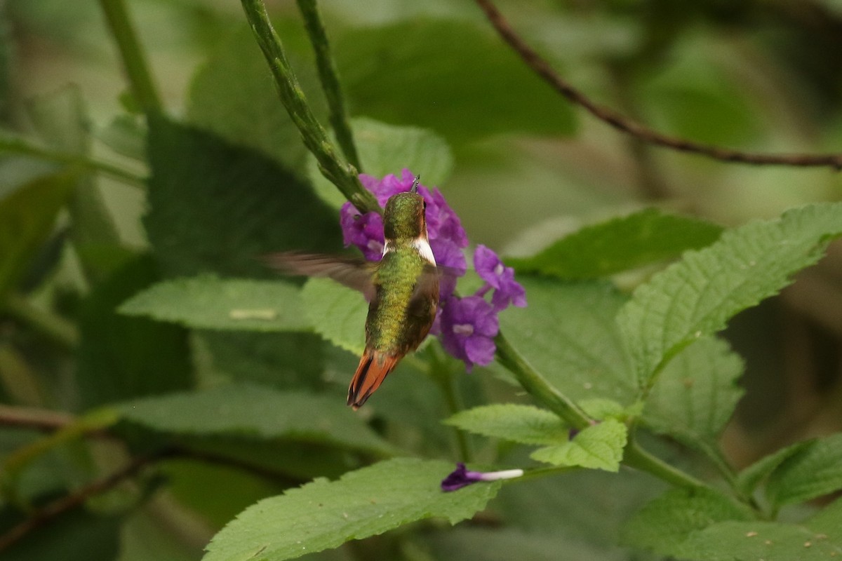 Scintillant Hummingbird - ML618315319