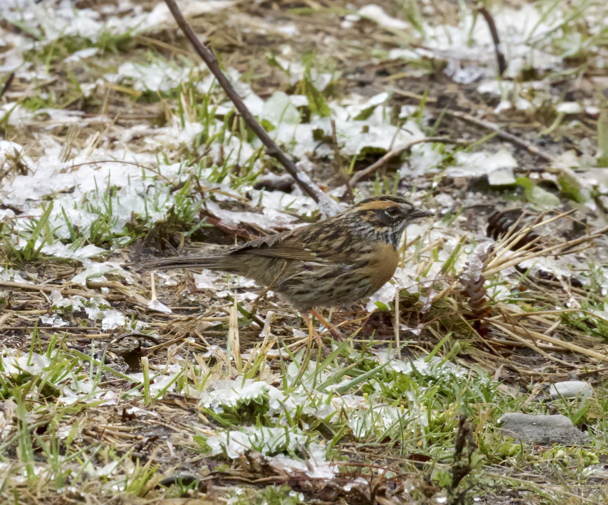 Rufous-breasted Accentor - ML618315338
