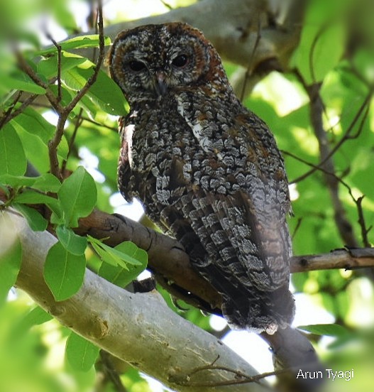 Mottled Wood-Owl - ML618315359