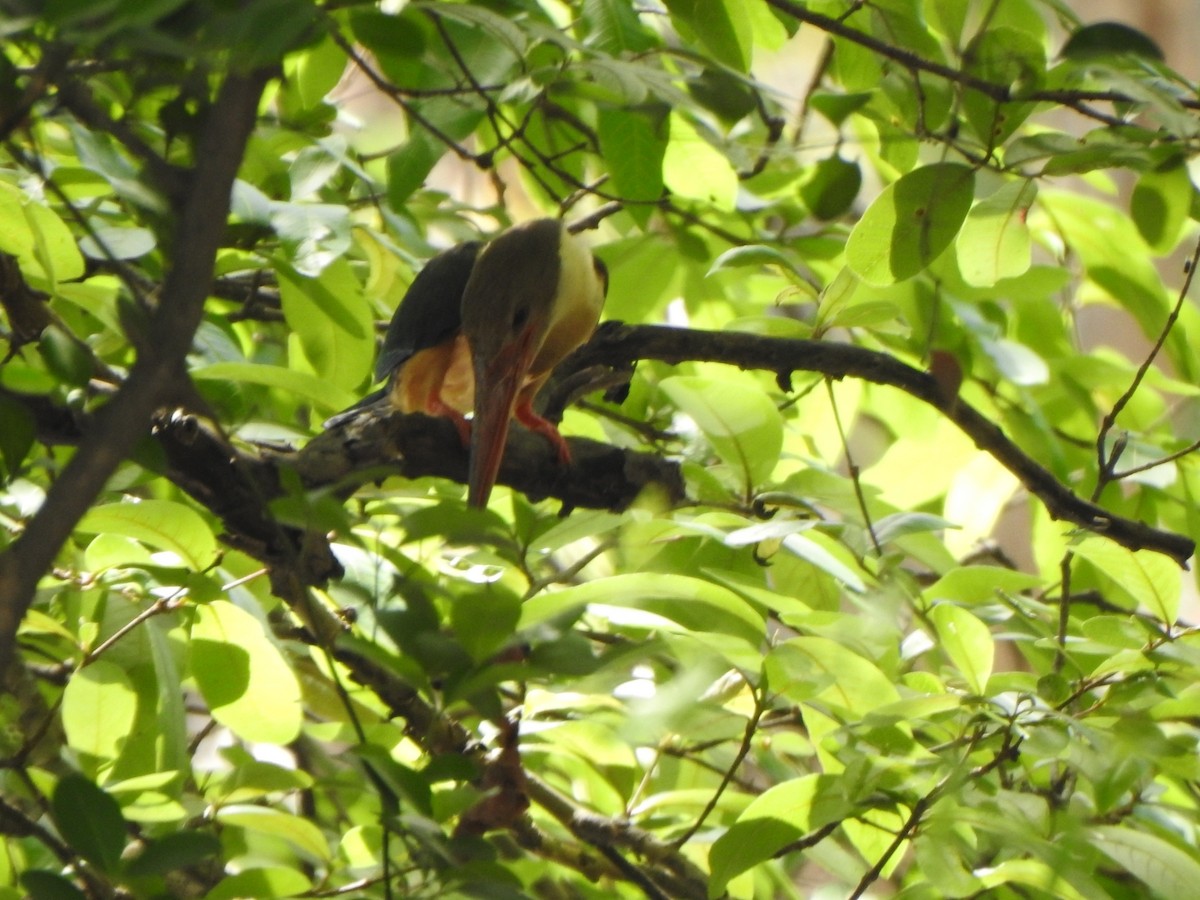 Stork-billed Kingfisher - ML618315388
